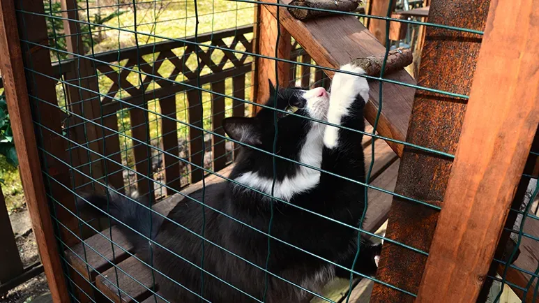 cat patio catio