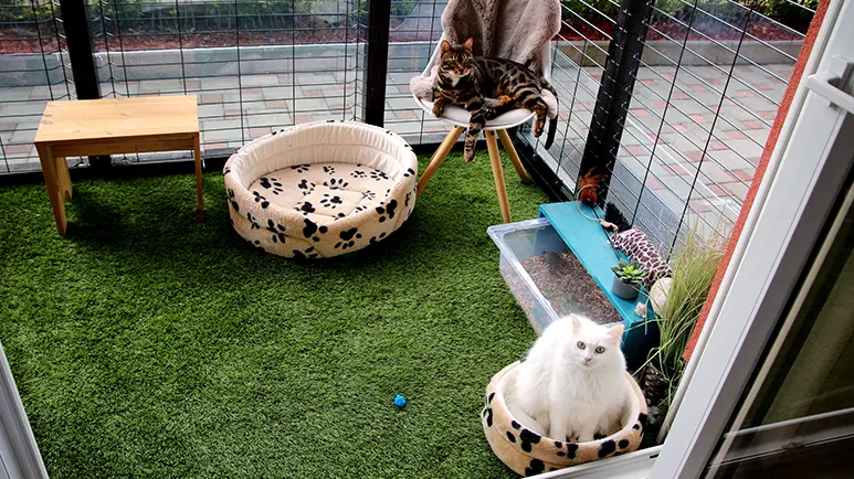 cat patio