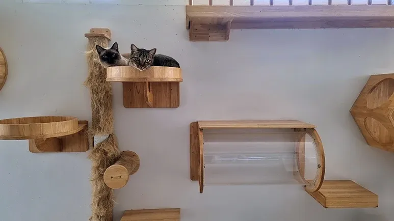 cat's life