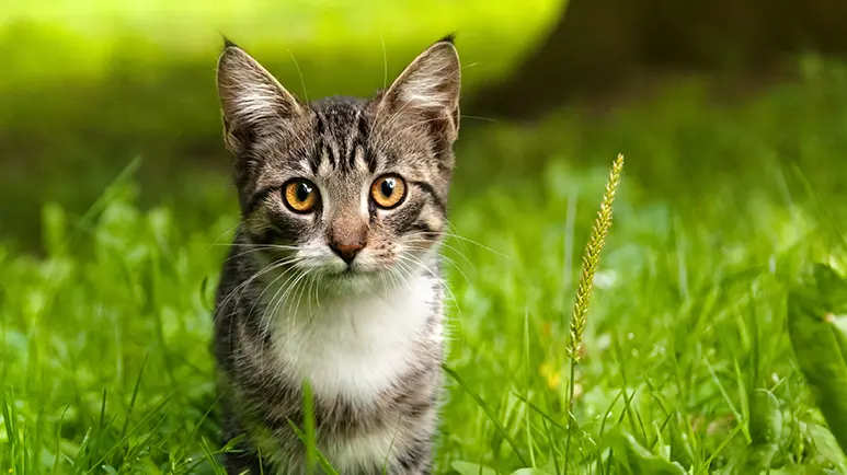 cats stay or stray