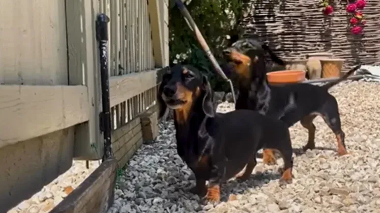 cute dachshunds keeping up with sizzle and pizza