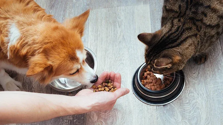 dna dog food