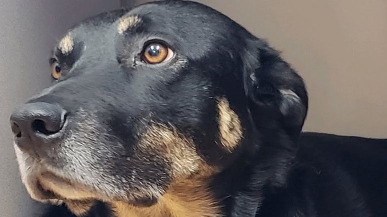dog breaks into nursing home and becomes a resident