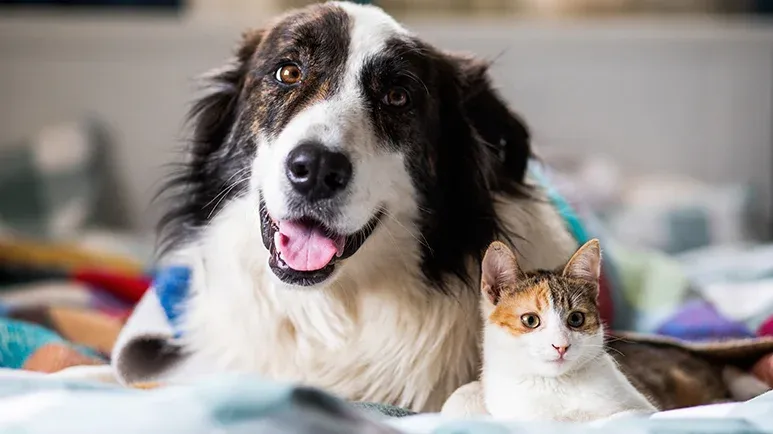 dog and cat compulsive disorders