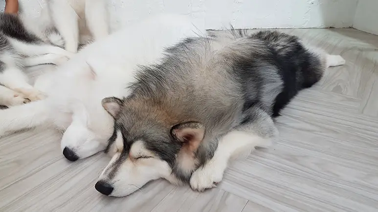 dog sleeping positions meaning