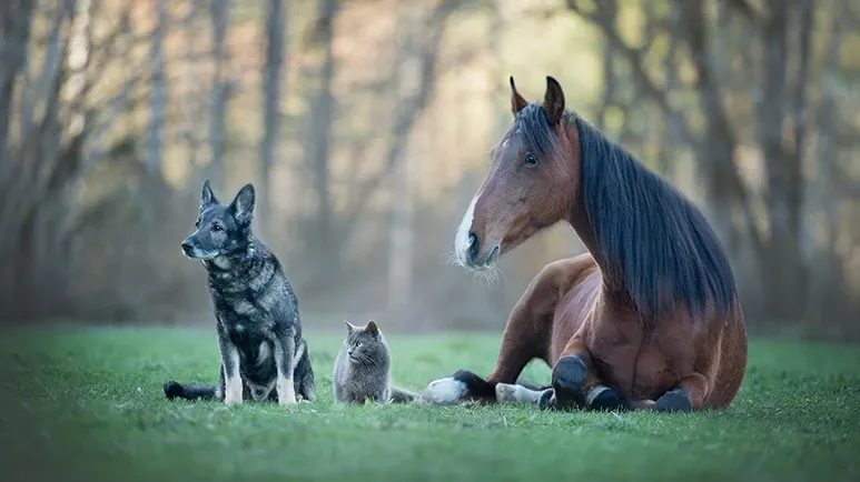 forever chemicals found in pets and horses