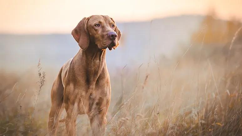 growing dog brain