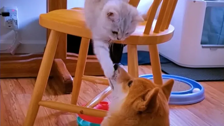 guy watches his dog and cat learn to love each other