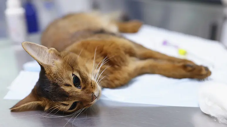 hepatic lipidosis cats