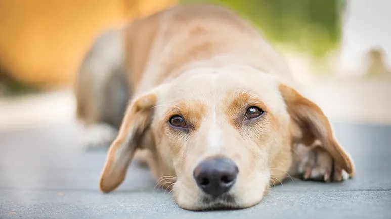 lethargy in dogs