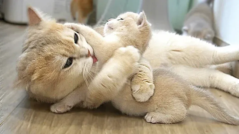 mama cat to kitten you will have a bath