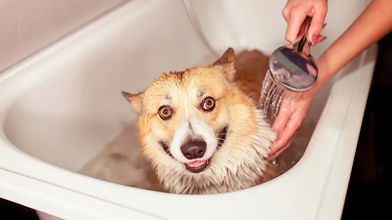 mistakes dogs bath time