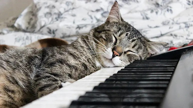 music for cats