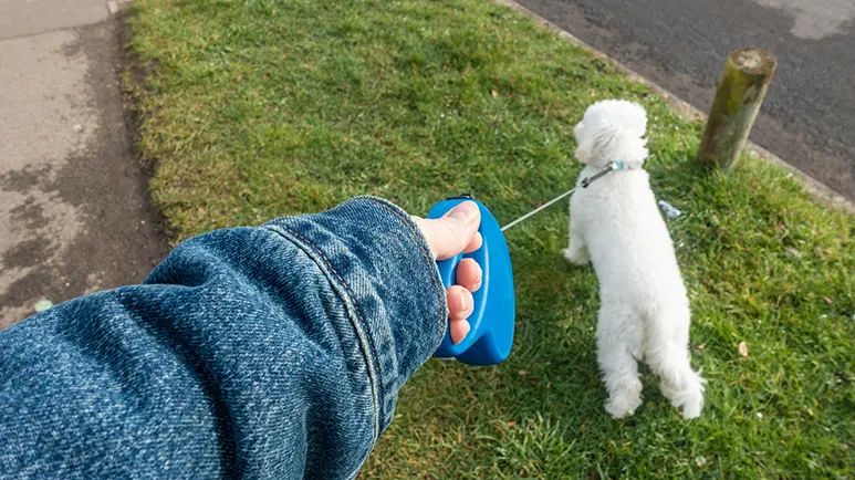 reasons not to use retractable leash