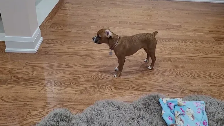 reflection makes puppy confused