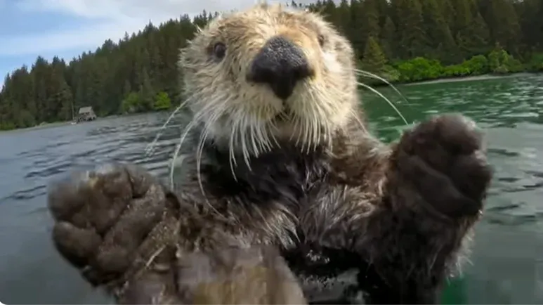 river otters