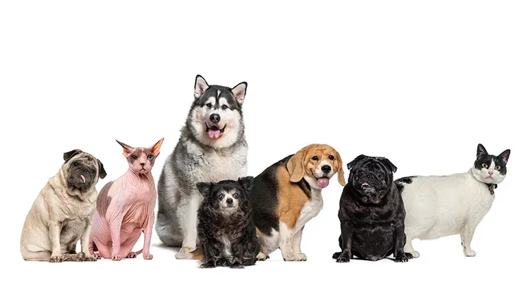 thyroid problems in pets