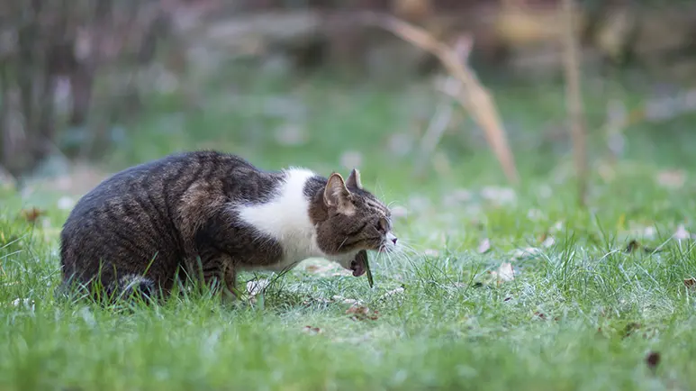 toxoplasmosis