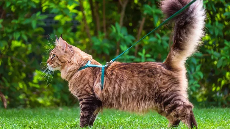 walking cat outdoors