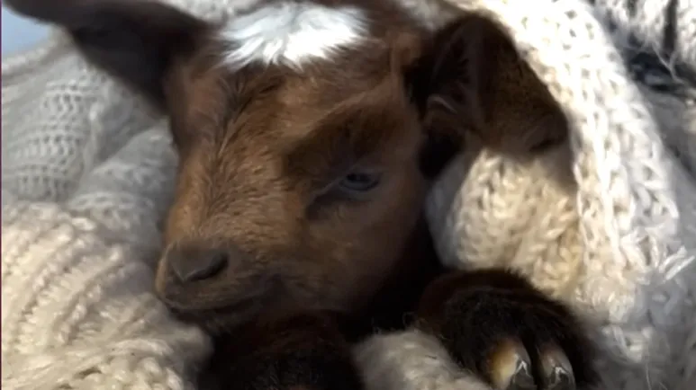 baby goat