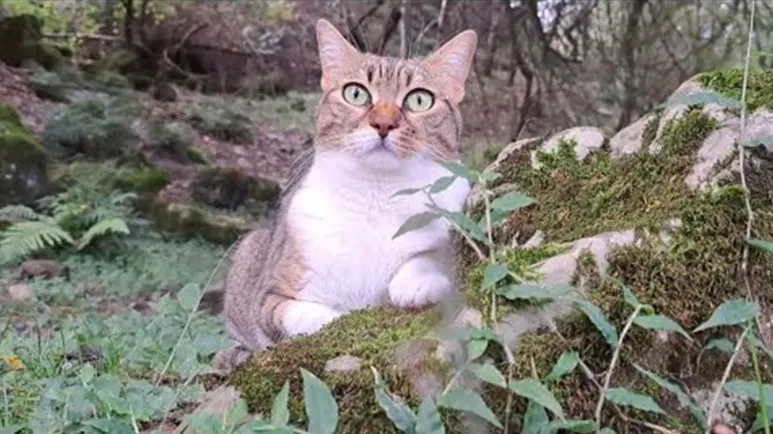 beautiful cats love their forest adventures