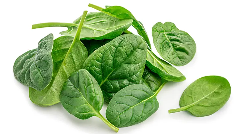 can you feed spinach to your pet