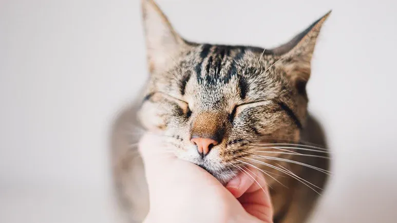 cat purring
