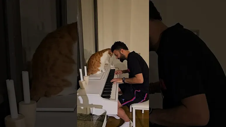 cats love language is his human playing piano