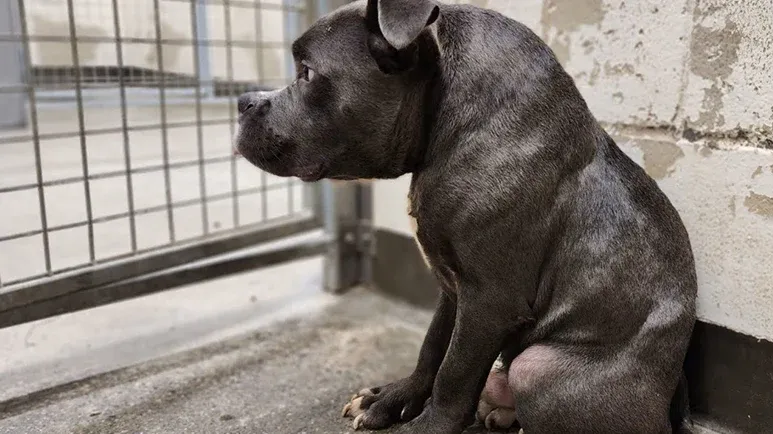 dog found tied up at a shelter