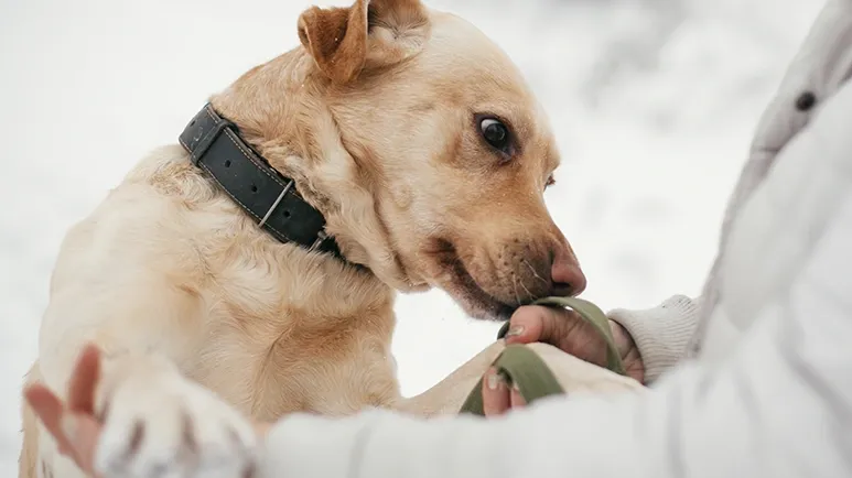dog senses