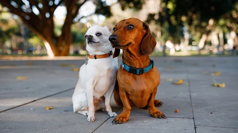 dramatic dog breeds