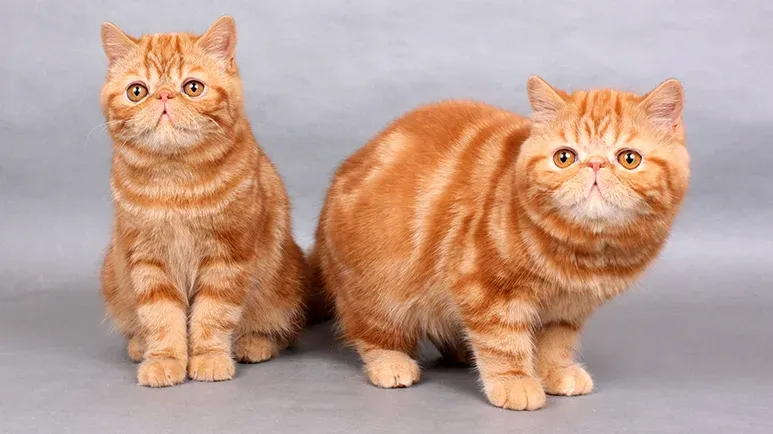 facts exotic shorthair cats