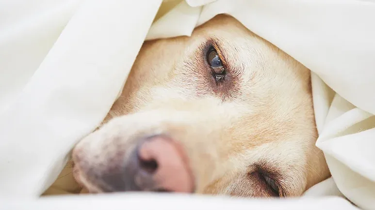 frailty in dogs