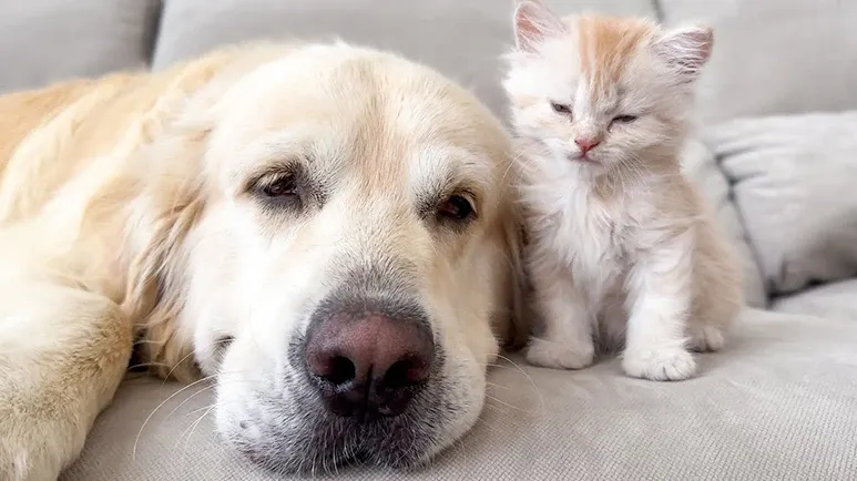 golden retriever and kitten trying hard to stay awake