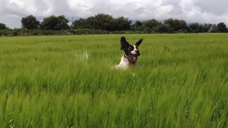dog bouncing through wheat fields