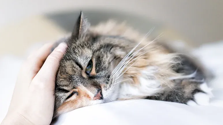 how to avoid most common disorders for cats