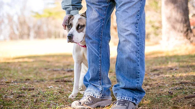 how to calm your anxious dog