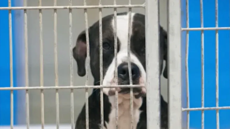 sweet shelter dog finally gets chosen