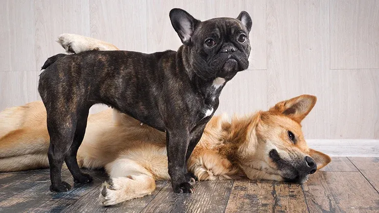 living with another pet affects dogs health