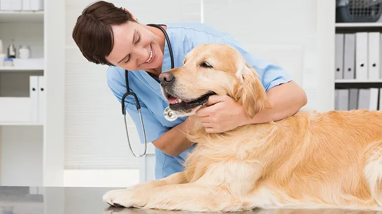 managing seizures in dogs