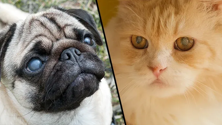 pet blindness
