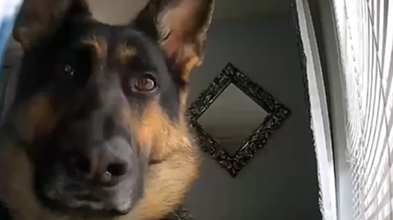 security footage picks up hilarious footage of guard dog