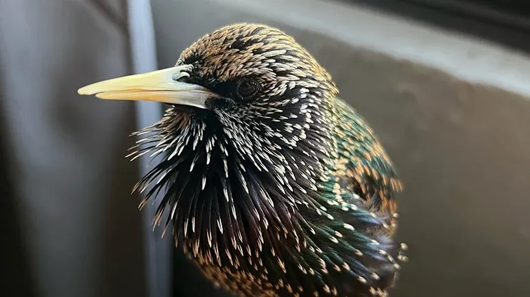 starling sounds amazingly like r2 d2