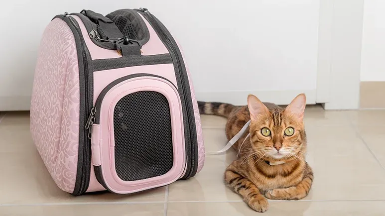 tips to combat cat carrier woes