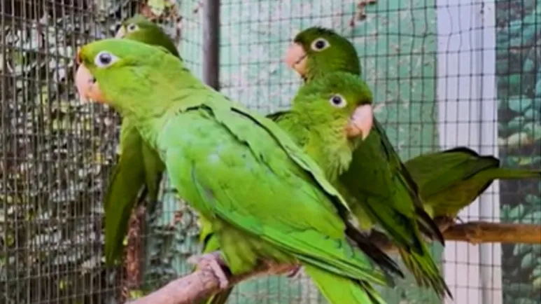 saving baby parrots