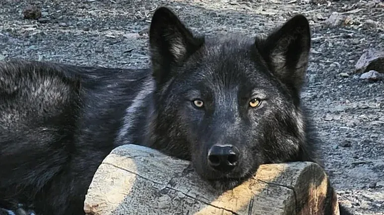 wolfdog