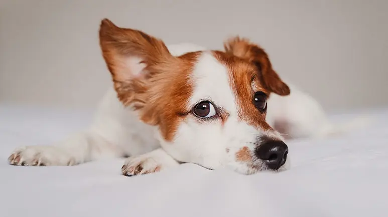 14 facts dog ears