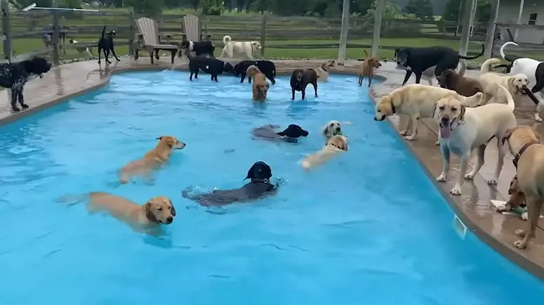 39 doggies at doggie day care swim party