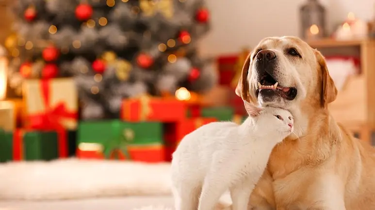 5 gifts your pet brings you