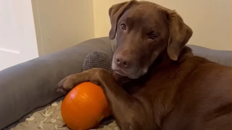 chocolate lab becomes emotionally attached to a pumpkin
